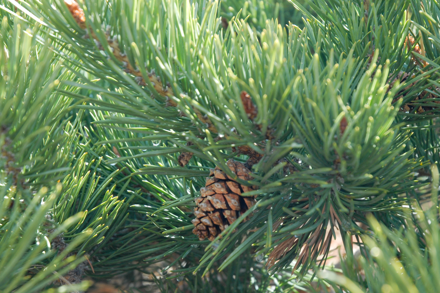 Albyn Prostrate Scotch Pine